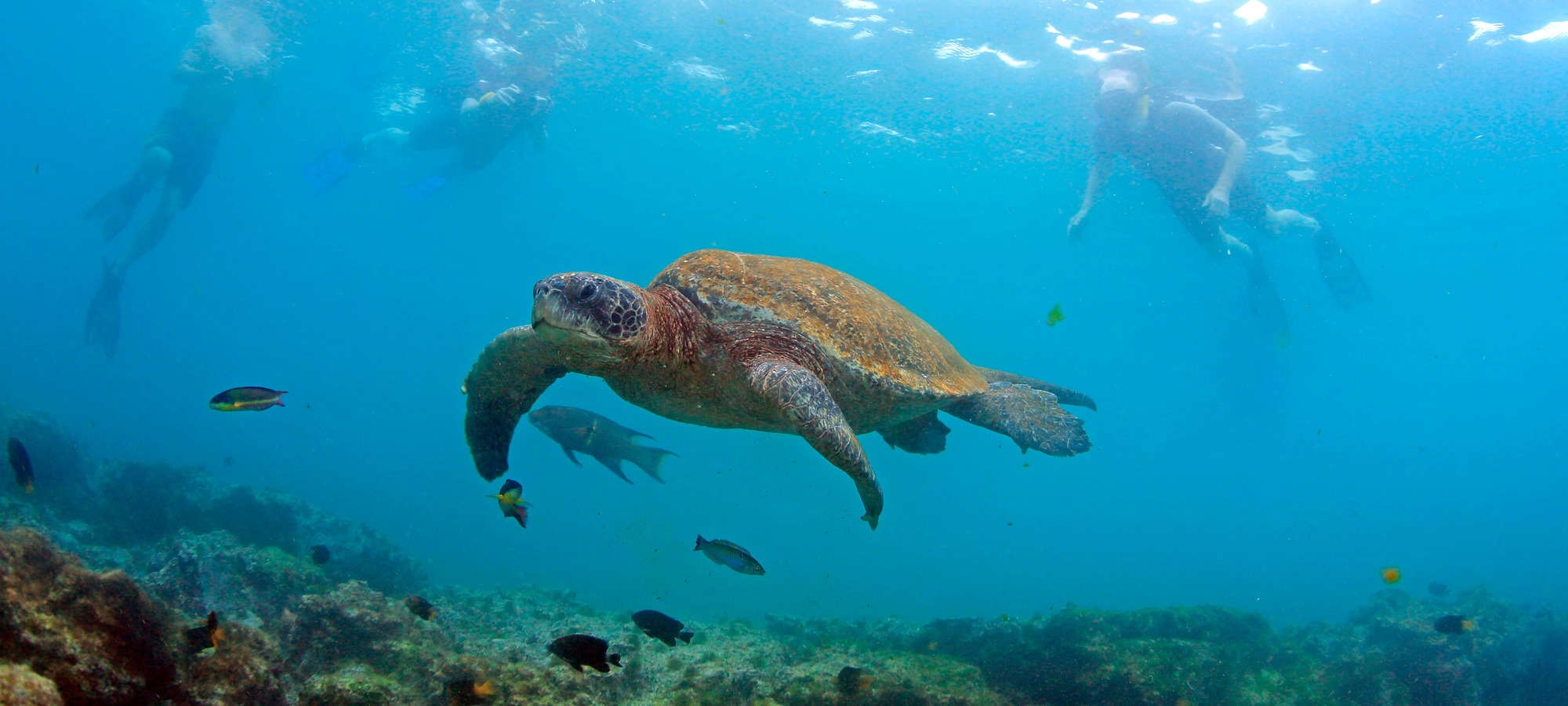 Sea turtle